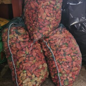 Freshly Harvested Ghost Pepper