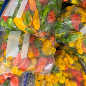 Freshly harvested Ghost Pepper